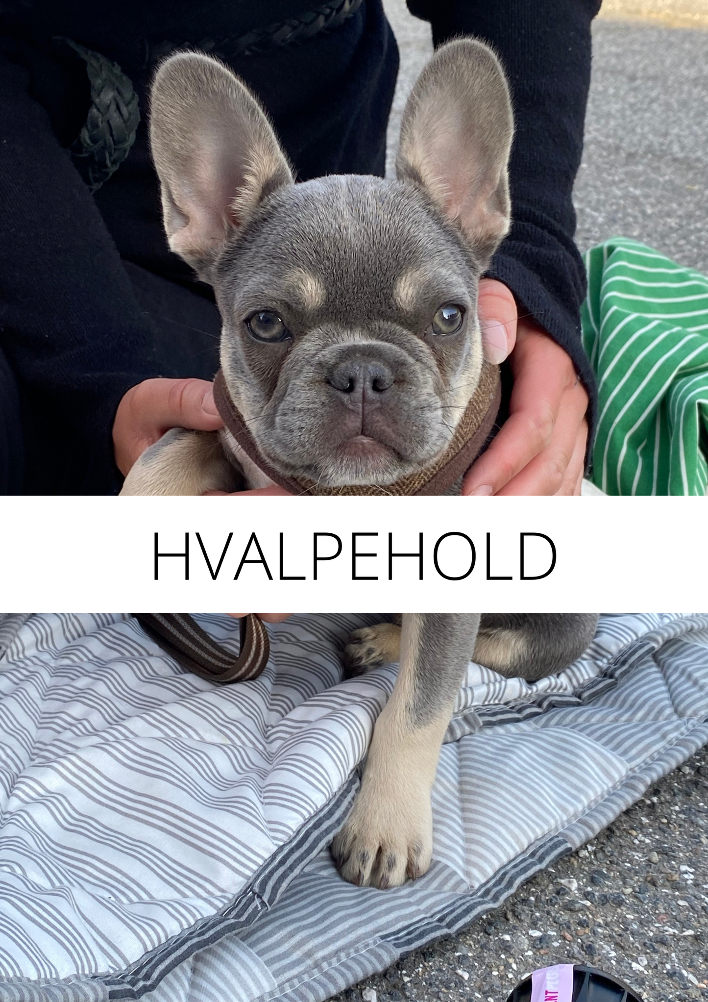 HVALPEHOLD SEP / OKT