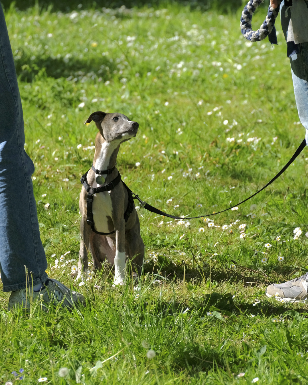 HVALPEHOLD MAR / APR