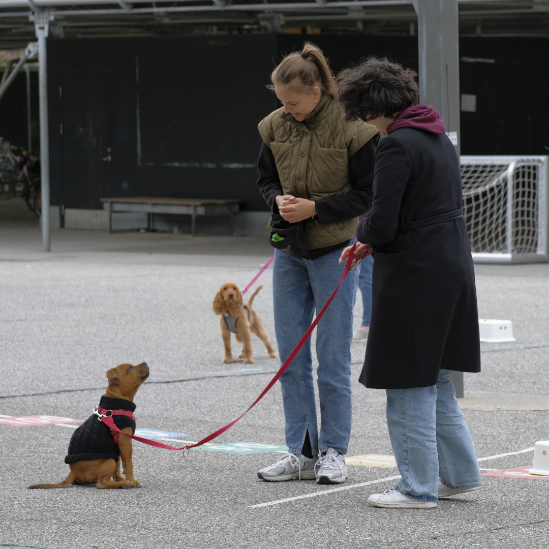 HVALPEHOLD JAN / FEB