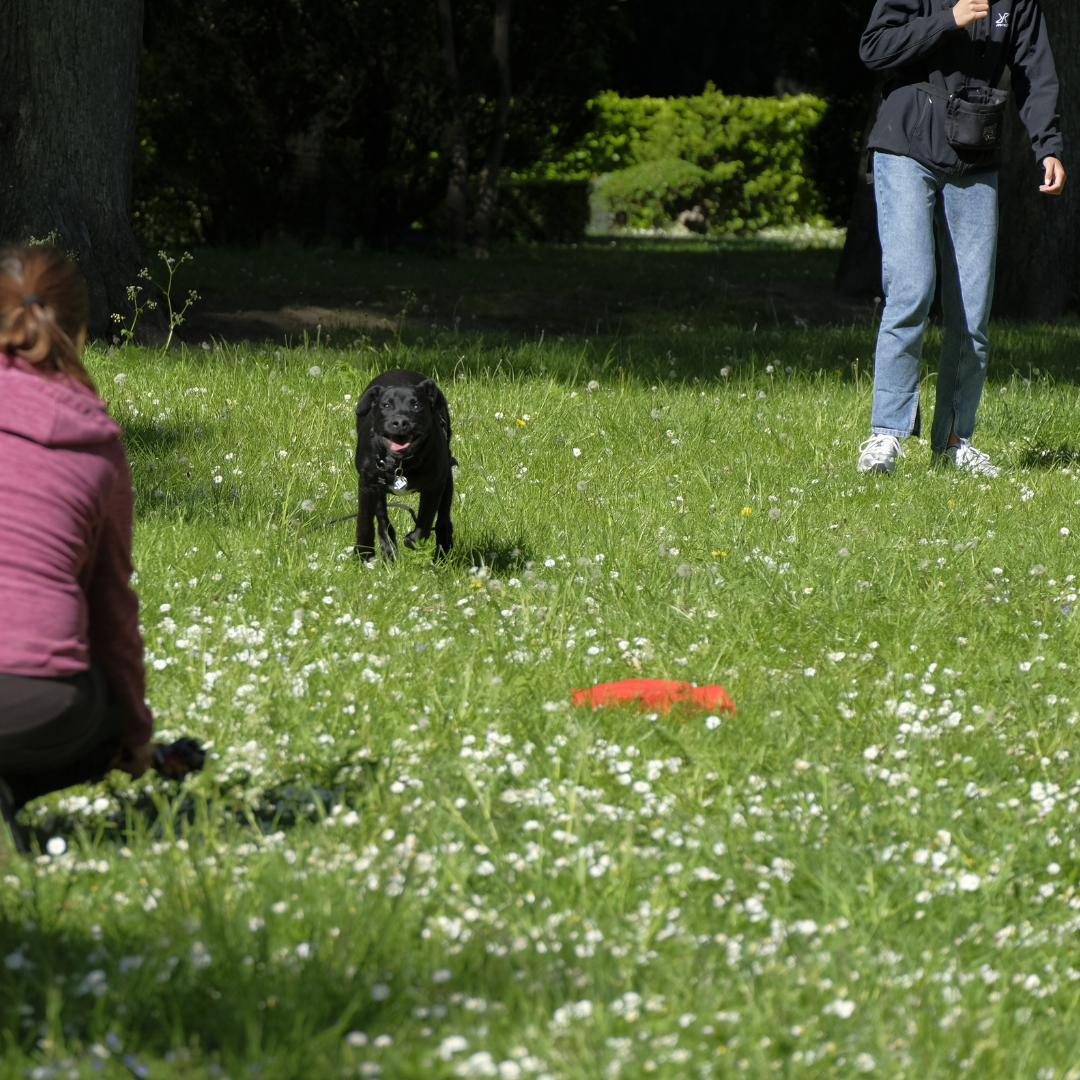 UNGHUNDEHOLD MAR / APR