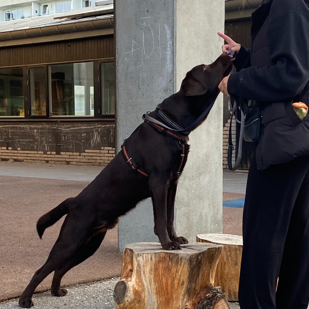 UNGHUNDEHOLD MAR / APR