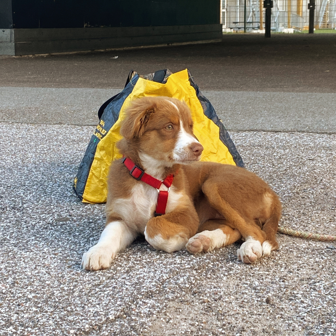 HVALPEHOLD MAR / APR