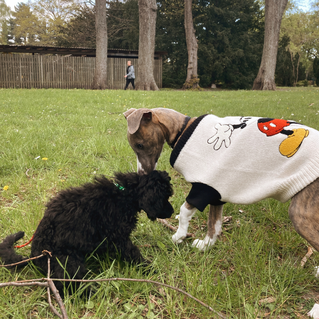 HVALPEHOLD JAN / FEB