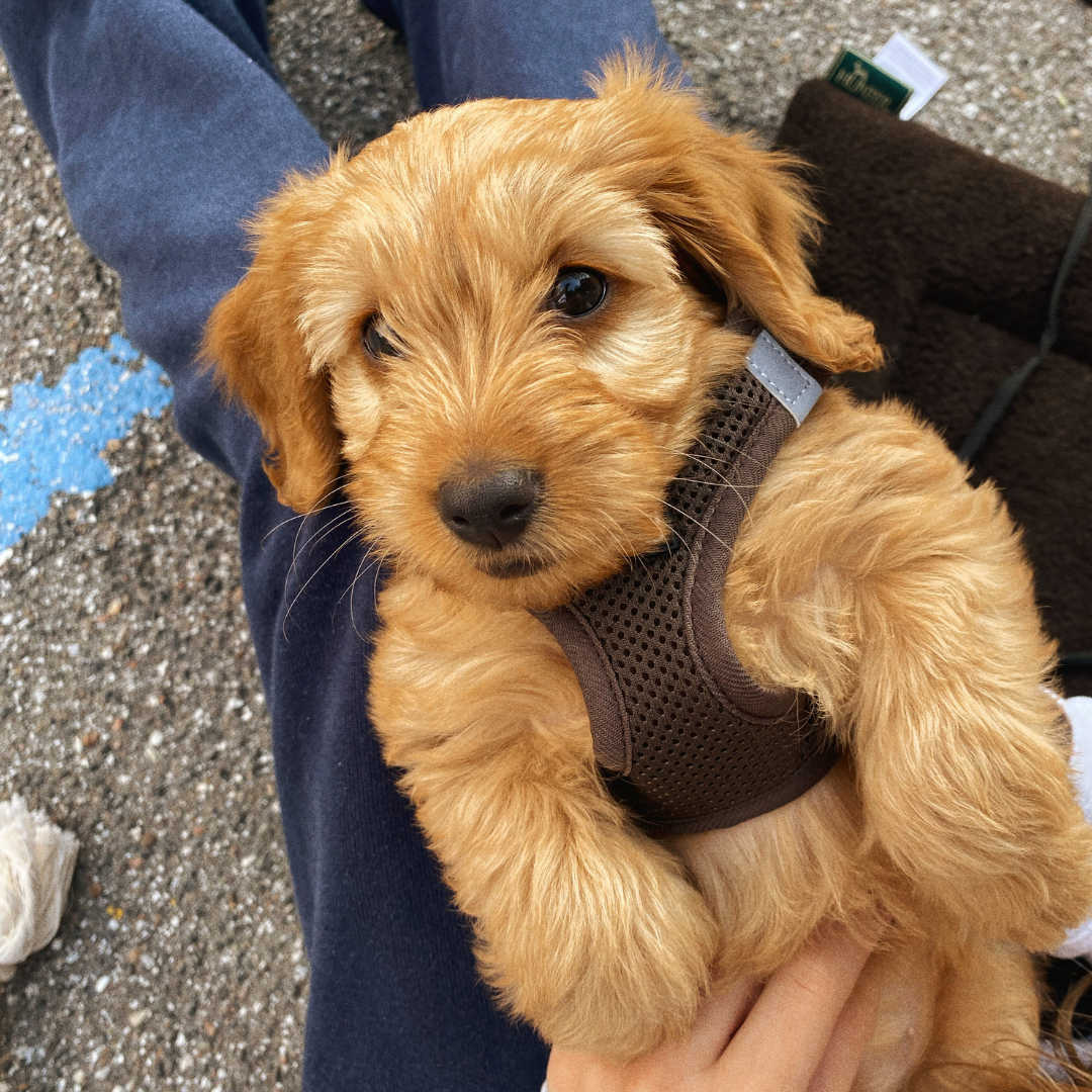 HVALPEHOLD MAR / APR