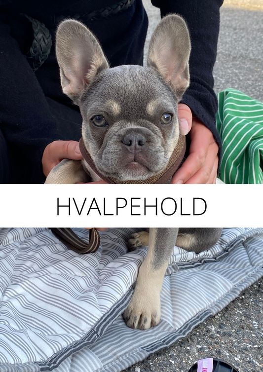 HVALPEHOLD AUG / SEP
