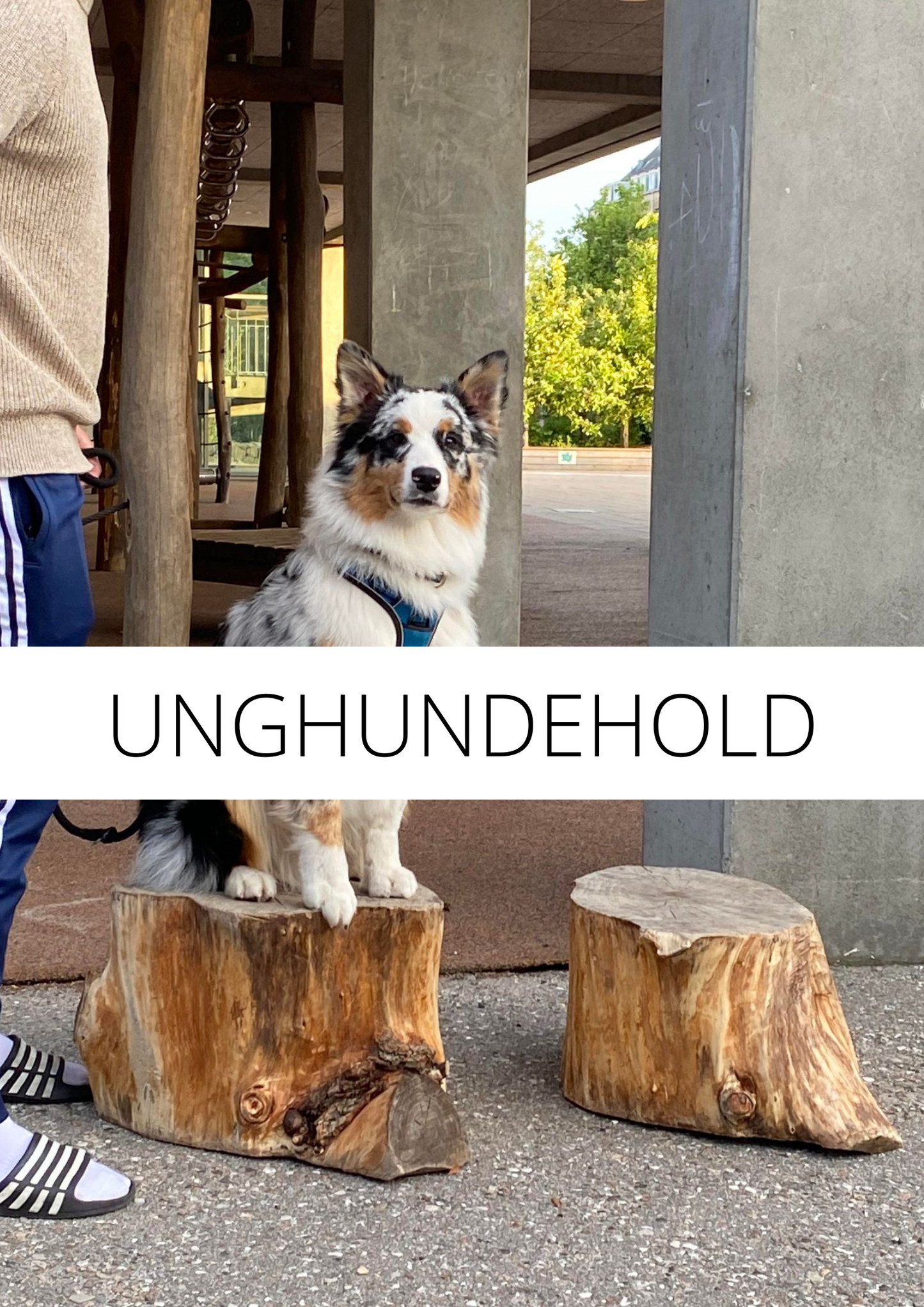 UNGHUNDEHOLD NOV/DEC