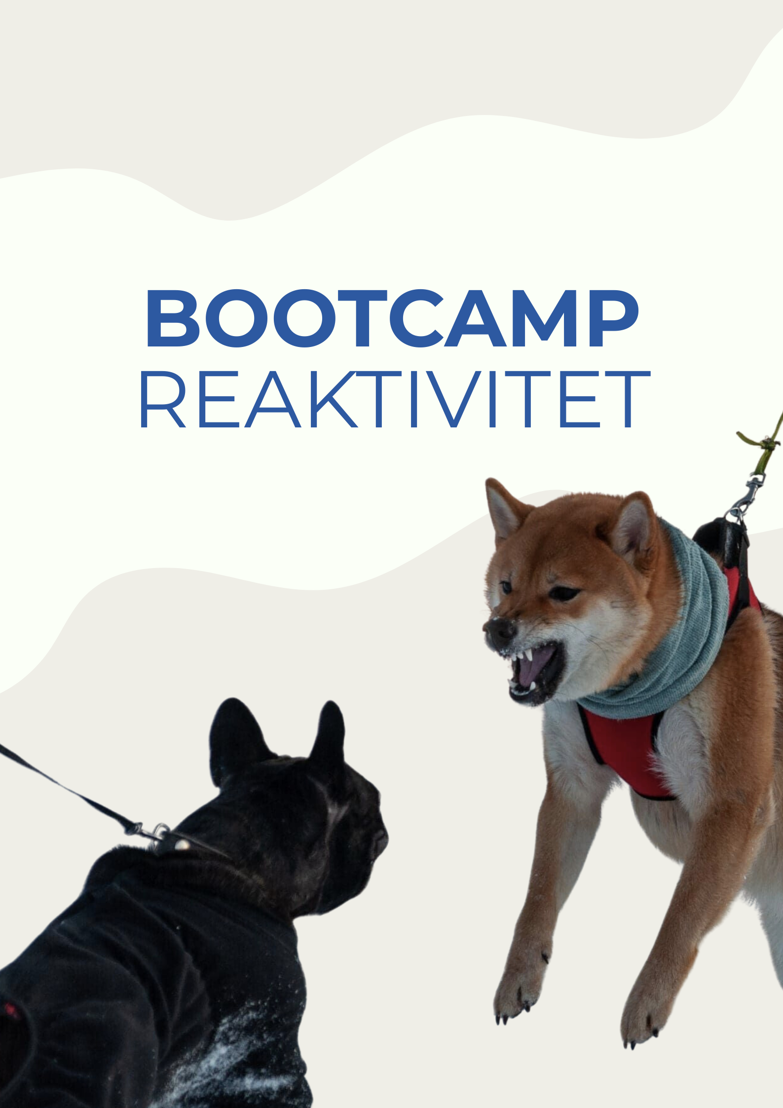 Bootcamp: Reaktivitet