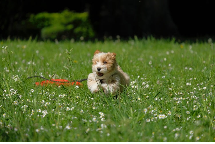 HVALPEHOLD MAR / APR