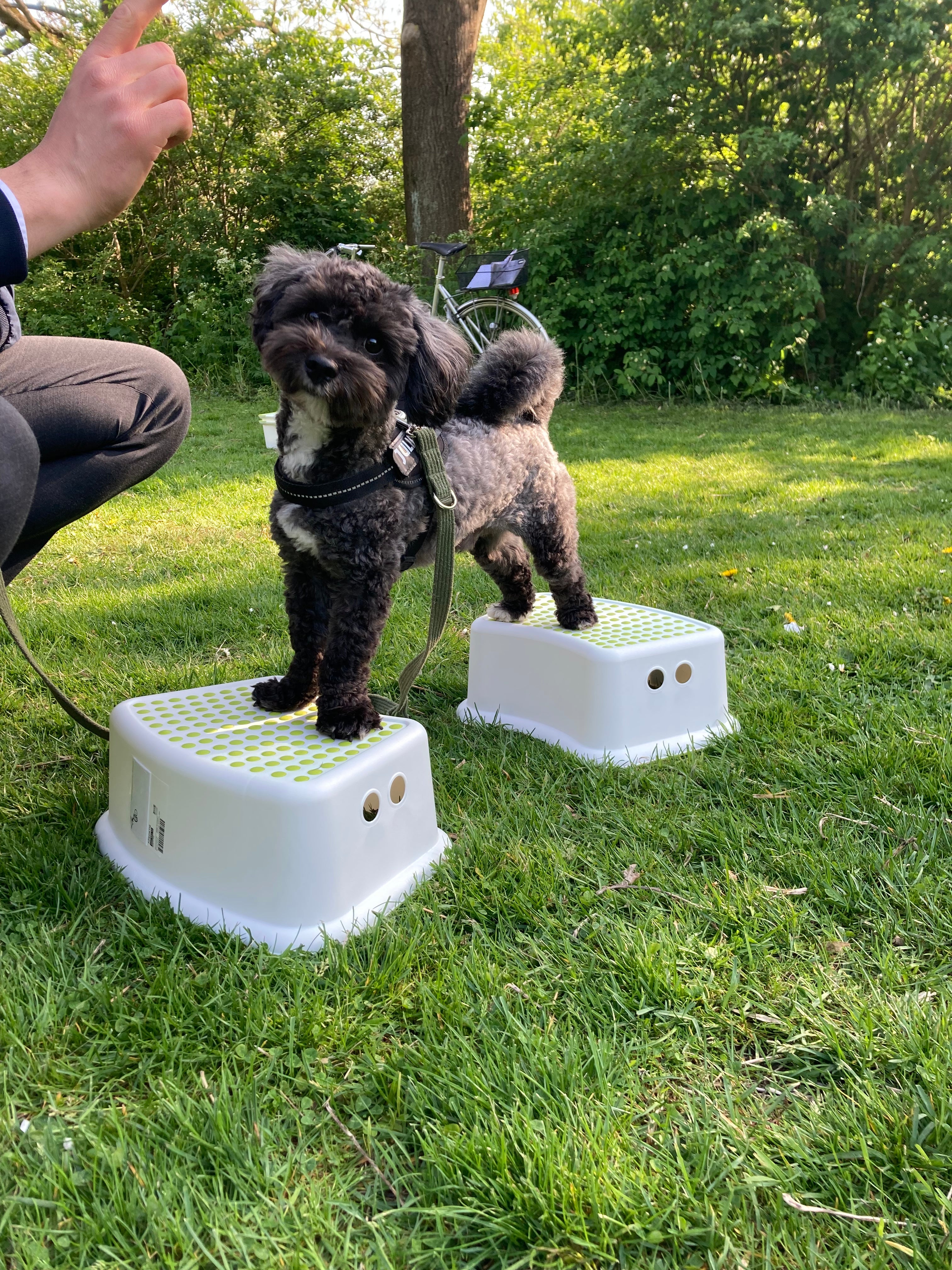 UNGHUNDEHOLD MAR / APR